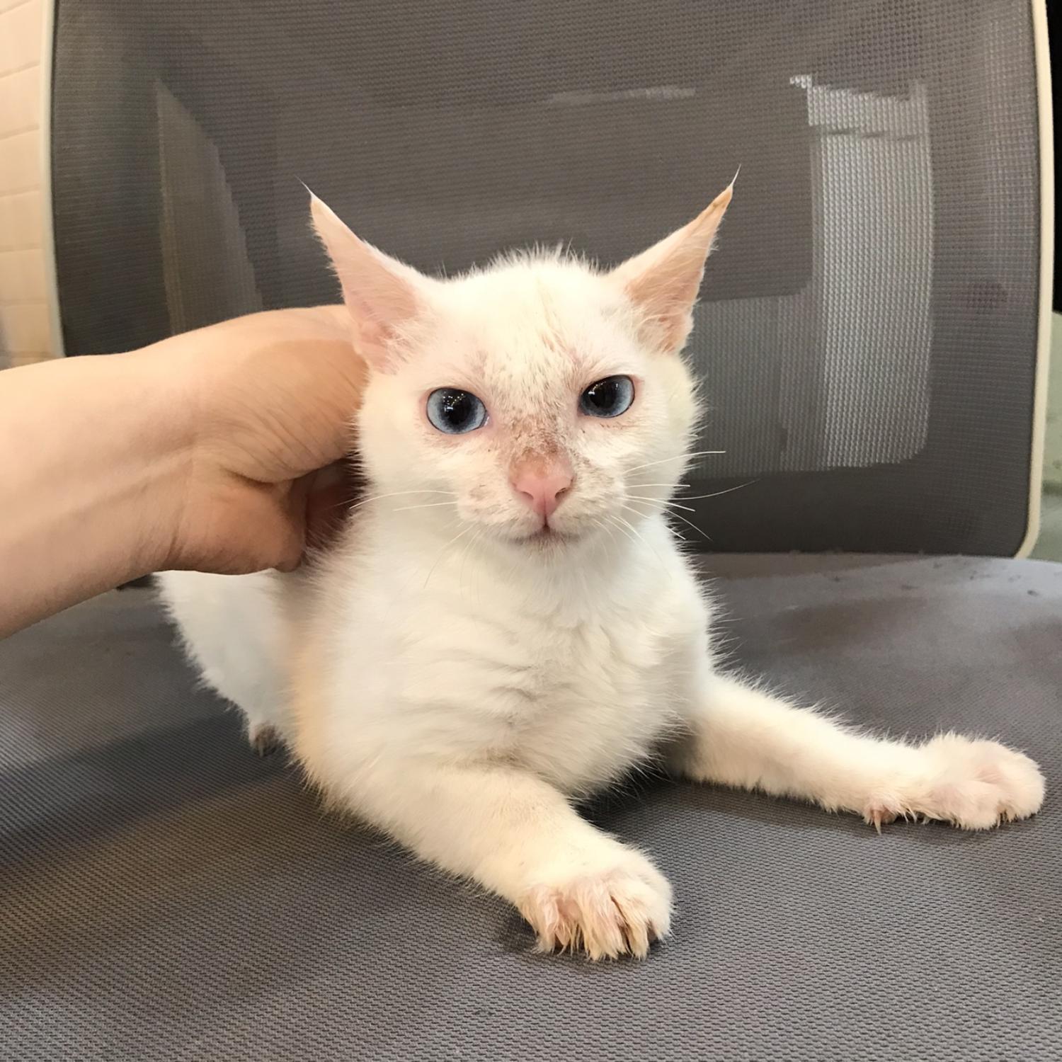 터키시 앙고라 이미지 파일 입니다.